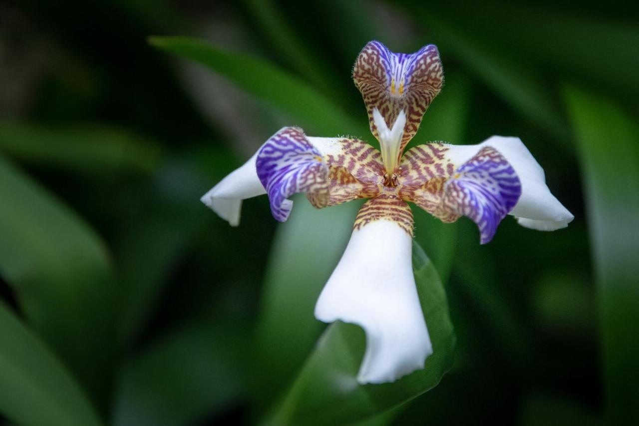 Pousada Flor De Lis Ilha Grande  Exterior foto